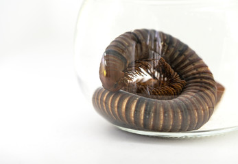 Millipede in formalin glass jar