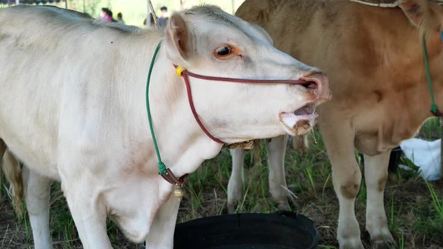 Calf voiced, Close - up Charolais cattle with drooling from the mouth in farm, White cow standing, Pass a rope through the nose of Ungulate animals, Thailand