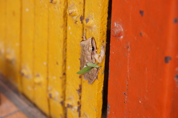 Tiny frog with the orange door and green leaf