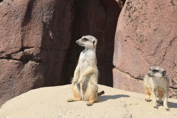meerkat sitting on rock