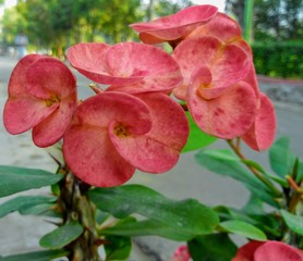 flower in the garden | euphorbia Mili flower | Crowns of thorns flower