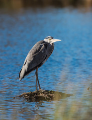 Heron