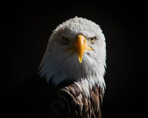 Keuken spatwand met foto portrait of an eagle © John