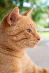Chat félin caramel