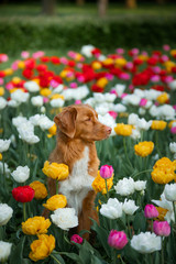 a dog in flowers, in tulips. Walk with the pet in the park. Happy Nova Scotia Duck Tolling Retriever