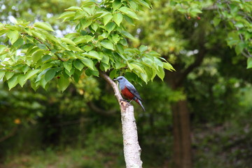 イソヒヨドリ02