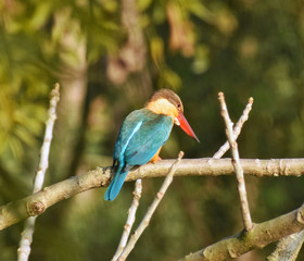 stork billed kingfisher sitting on tree branch for fish kill
