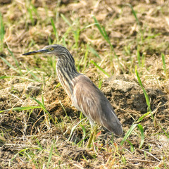Indian pond heron roaming in a river bank