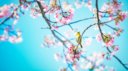 桜にメジロ