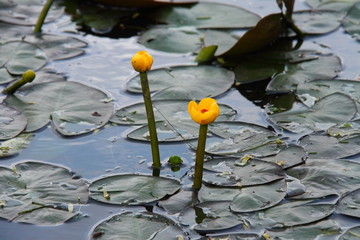 オゼコウホネ02