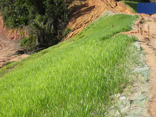 The grass is planted to prevent erosion of the soil slope. It is grown using a method of spraying...