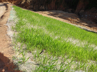 The grass is planted to prevent erosion of the soil slope. It is grown using a method of spraying grass seed onto a layer of moist geotextile material that has been pre-installed in the slope.