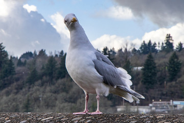 Seagull on post looking at camera