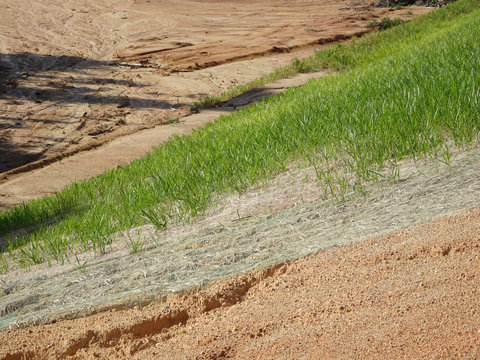The grass is planted to prevent erosion of the soil slope. It is grown using a method of spraying grass seed onto a layer of moist geotextile material that has been pre-installed in the slope.