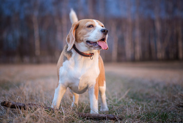 portrait of a Beagle dog on a walk in the spring evening at sunset