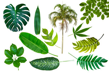 Different tropical leaves isolate on white background with clipping path included. Tropic green banana leaf, palm, jungle plant, monstera vegetation foliage for design elements summer backgrounds. © Phokin