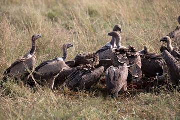 Vultures at a Wildebeest carcass during the great migration.