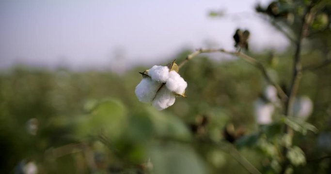 Organic cotton bud, non genetically modified crop. Farmed for ethical textile industries and global clothing production. Beautiful slo-motion shot in 10bit Pro Res. Lens Canon Cine Prime 35mm