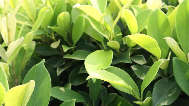 close up green leaf in the garden. nature footage.