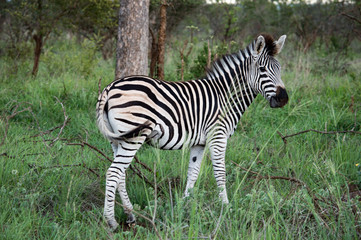 Lone zebra on the lookout