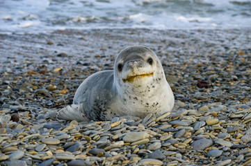 Young Leopard Seal on the beach