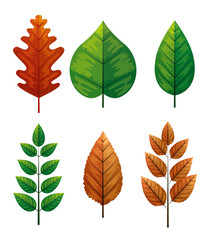 set of autumn leafs naturals vector illustration design