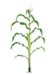 Corn plant isolated on a white background
