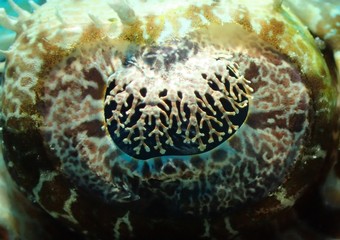 Macro- Crocodilefish