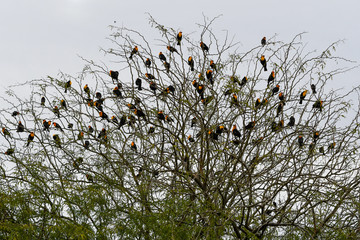 Mesquite tree with a plenty yellow chest birds.