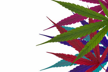 Many colors of cannabis leaves on white background