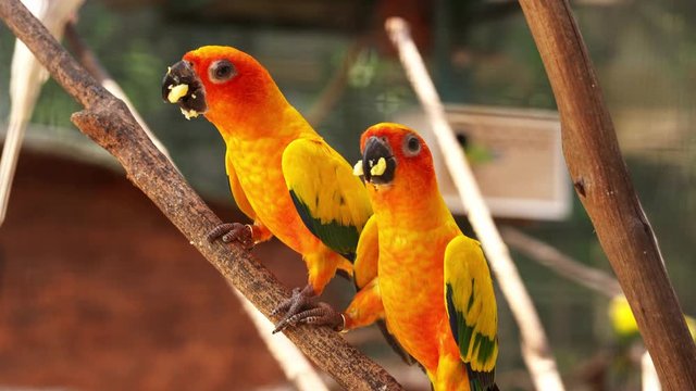 Pair of lovebird a bright orange parrots eating corn. Colors of nature. 4k footage.