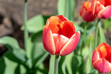 Fototapeta premium Red tulip on the flower bed