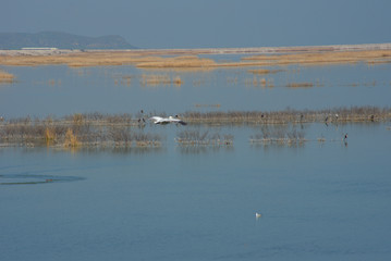 Lake Karla , Greece , wild flora and fauna, in a protected ecological environment