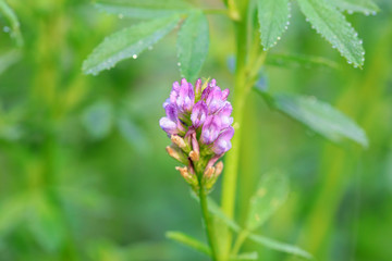 Purple flowers in the garden