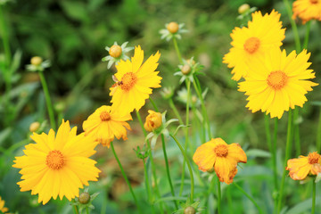 Chrysanthemum flowers in the garden