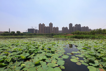 Waterfront City Scenery, China