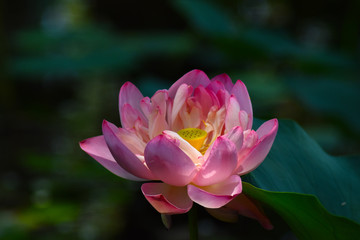 Obraz premium lotus Flower