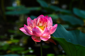 Obraz premium lotus Flower