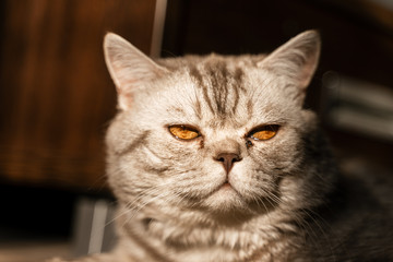 british cat with tearful eyes lies on the floor