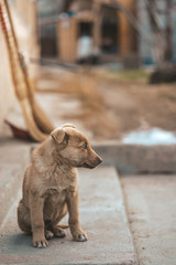 Small puppy sitting on a city street, lonely stray dog