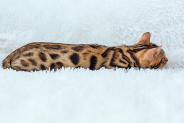 Obraz premium Little Bengal kitty laying on the white background.
