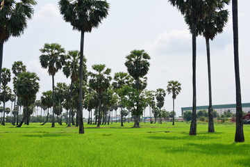 Palm trees and blue sky background,Sugar Palm or Toddy Palm.