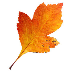 one autumn leaf of hawthorn berries isolated on white background.