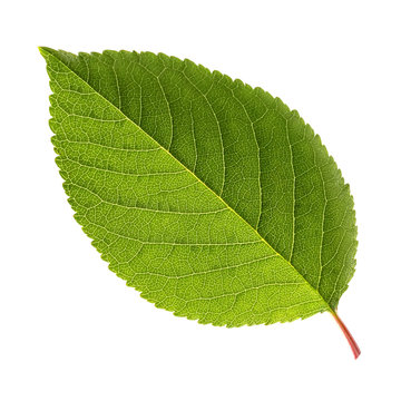 Fresh green leaf of cherry, isolated on a white background.