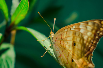 Butterfly resting on a leaf