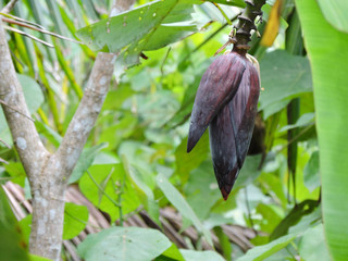 Banana Flower