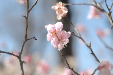 梅の花