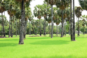 Palm trees and blue sky background,Sugar Palm or Toddy Palm.