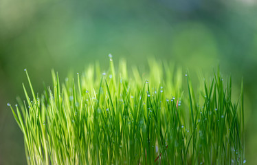 Fototapeta na wymiar Beautiful green grass with drops of water. Copy space.
