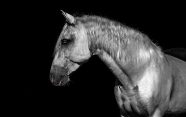 Fototapeta na wymiar Beautiful silver Andalusian Horse with Black Background